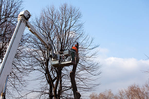 Best Firewood Processing and Delivery  in Wood Ridge, NJ